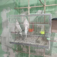 4 جفت عروس هلندی مولد البینو و لوتینو و دوکت