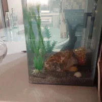 اکواریوم|ماهی|فردیس, فرامرزیه|دیوار