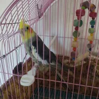 عروس هلندی سخنگو|پرنده|سراب, |دیوار