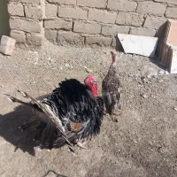 بغلمون نر وماده