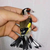 سهره نر عطیقه چونه سفید لوپ دودی|پرنده|تهران, مسعودیه|دیوار