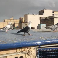 کلاغ نر سار نر