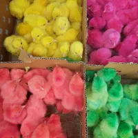 کارخانه تولیدماکیان پرورشی اردک جوجه رنگی محلی