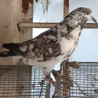 کبوتر سوسکی