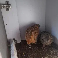 بلدرچین گوشتی تخم گذاز به شرط