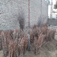 نهال زرشک خریداریم|خدمات باغبانی و درختکاری|قائن, |دیوار