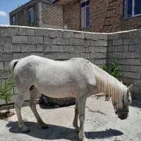 مادیان کرد