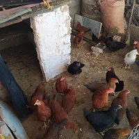 خروس و مرغ تخم گذار