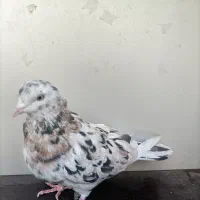 کبوتر|پرنده|ابریشم, |دیوار