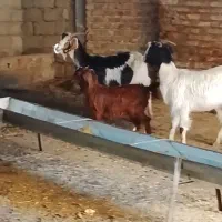 دو بز ابست یکدانه هم بزغاله