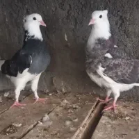جوجه ابلق حرفه ای