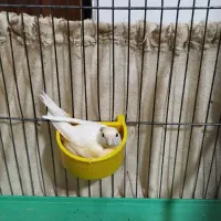 قناری ماده رسمی رنگ لیموی