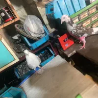 جوجه کبوتر