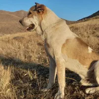 سگ پژدر|سگ|خلخال, |دیوار