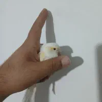 قناری نرو ماده