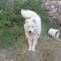 سگ هاسکی سامویید ماده هشت ماهه