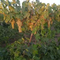 نهال انگور بیدانه عسگری