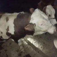 گاو سیمینتال قرمز ۸ماه آبستن یک شکم زاییده تلیسه|حیوانات مزرعه|مراوه, |دیوار