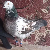 کبوتر پرشی|پرنده|اشنویه, |دیوار