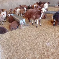 فروش بره نر و ماده