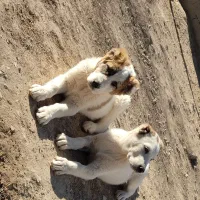 سلام یک چفت توله سگ