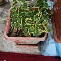 گلهای خانگی|گل و گیاه طبیعی|خمینی‌شهر, |دیوار