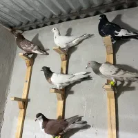 رنگه خوش قیمت هوایی