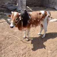 گاو وکهره برافروش موتور ۱۲۵ موجود