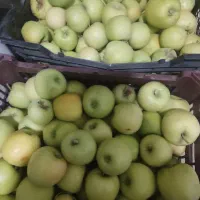 فروش سیب درختی سبز