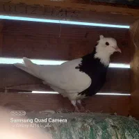 طوقی غلطی دار|پرنده|پیر بکران, |دیوار