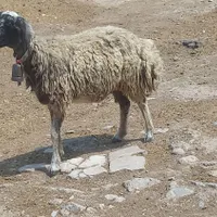 بره کهره میش|حیوانات مزرعه|مرودشت, پشت سایپا‎|دیوار
