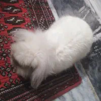 خرگوش