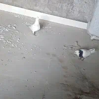 دوعدد کبوتر گمشده