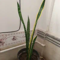 ۱۵عددگل طبیعی|گل و گیاه طبیعی|میاندوآب, |دیوار