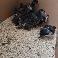 جوجه برهما بلو .. بلک