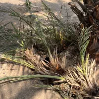 فروش انواع پاجوش نخل بهترین کیفیت|گل و گیاه طبیعی|میناب, |دیوار