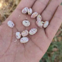 لوبیا چیتی تازه