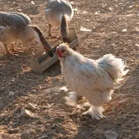 فروش مرع و خروس و قو غاز و ....|حیوانات مزرعه|قزوین, |دیوار