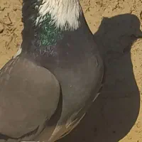 سلام این حیون باخت رفته