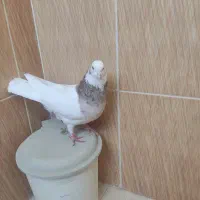 فروش کبوتر