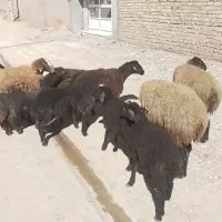 میش بره دار