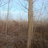 4-400-متر-زمین-باغی-واقع-در-منطقه-ساحلی-چمخاله