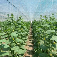 اجاره ۵ هکتار زمین کشاورزی و ۱/۳ هکتار گلخانه