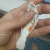 فنج نرو ماده کینگ نر لوپ سیاه کاکل معاوضه با کفتر|پرنده|قرچک, میرزائی شمالی|دیوار