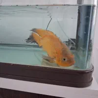 یک جفت ماهی اکواریوم اسکار نر و ماده|ماهی|فولادشهر, مسکن مهر فولادشهر|دیوار