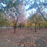 فروش و معاوضه خانه باغ دور زریبار (باقی هم میدم)|فروش خانه و ویلا|مریوان, |دیوار