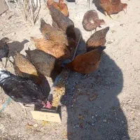 مرغ و خروس|حیوانات مزرعه|مشکین‌دشت, |دیوار