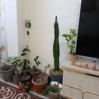 اجاره کوتاه مدت برای مسافرین عزیز