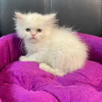 گربه. بریتیش. اسکاتیش. پرشین.|گربه|تهران, آبشار تهران (دریاچه)|دیوار