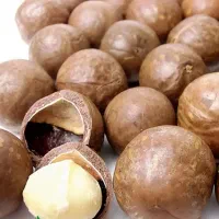 پیش فروش نهال فندق ماکادمیا|خدمات باغبانی و درختکاری|نوشین شهر, |دیوار